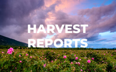 Harvest report 2021 | Rose | Neroli